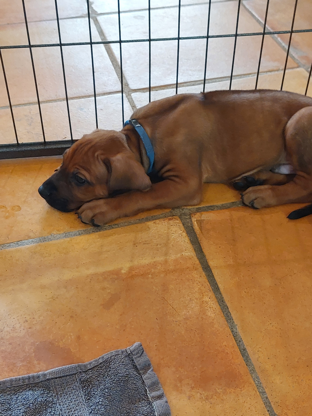 des prouillacs - Chiots disponibles - Rhodesian Ridgeback
