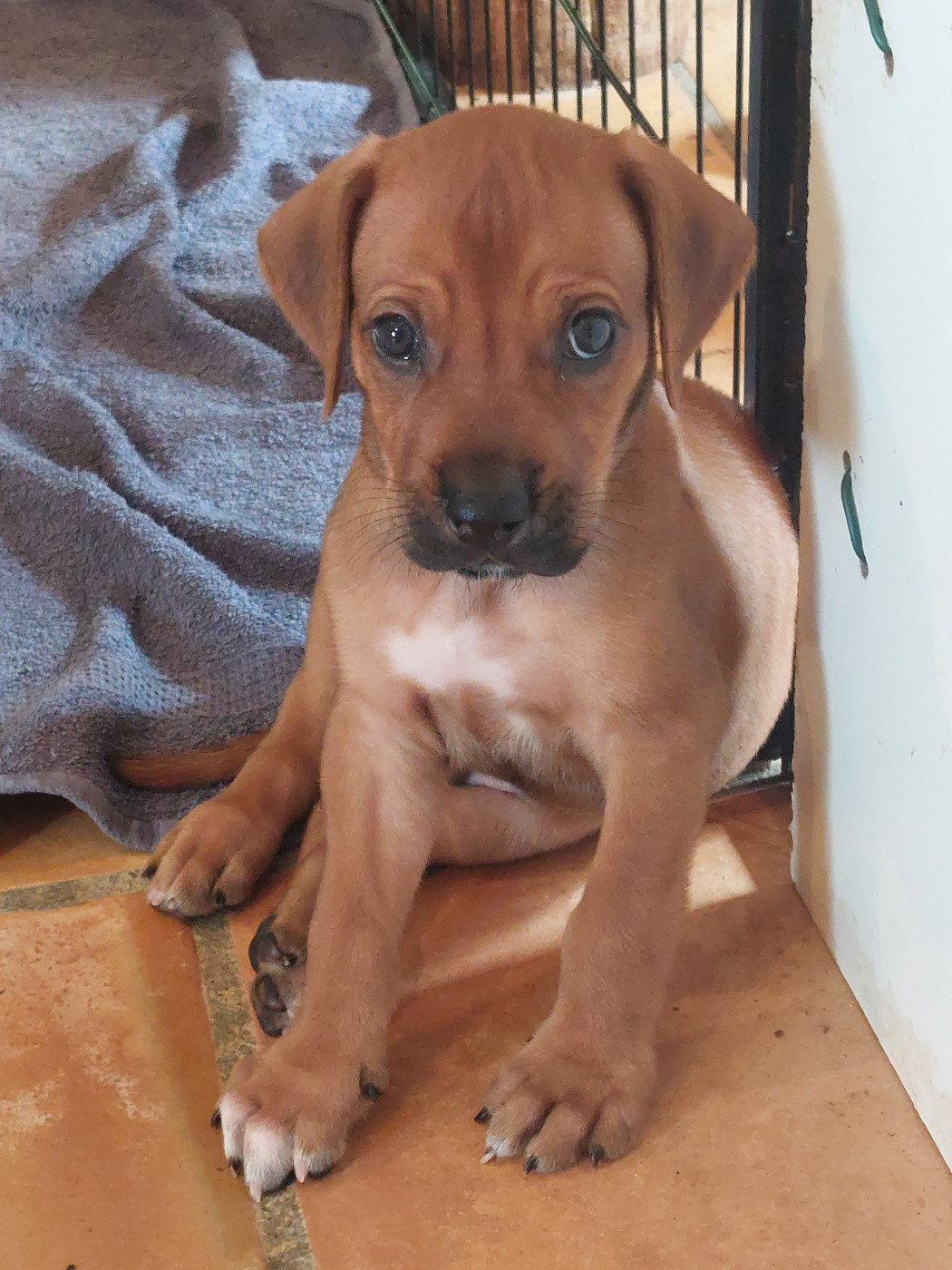 des prouillacs - Chiots disponibles - Rhodesian Ridgeback