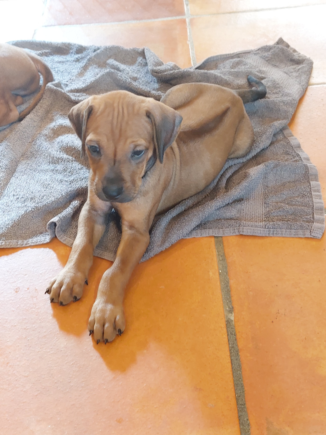 des prouillacs - Chiots disponibles - Rhodesian Ridgeback