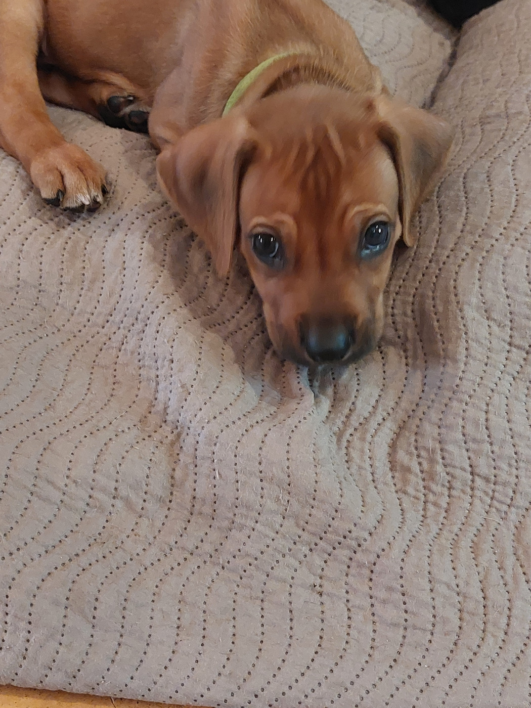 des prouillacs - Chiots disponibles - Rhodesian Ridgeback