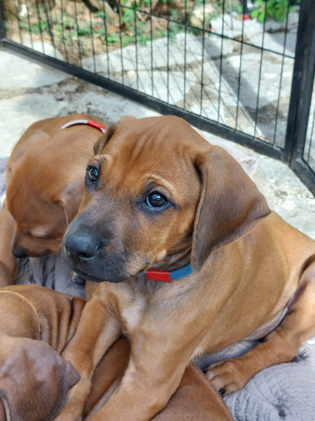 des prouillacs - Chiots disponibles - Rhodesian Ridgeback