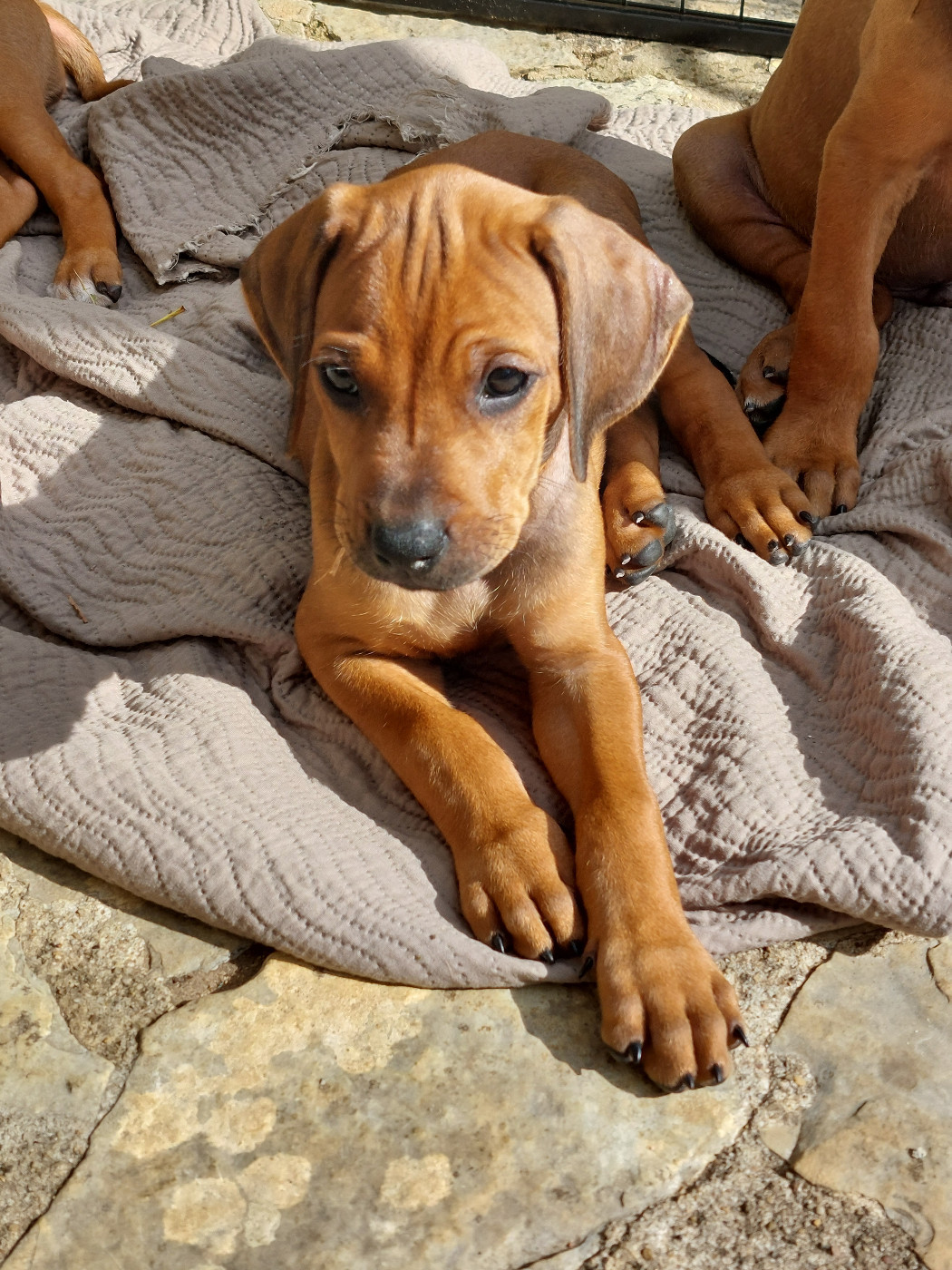 des prouillacs - Chiots disponibles - Rhodesian Ridgeback