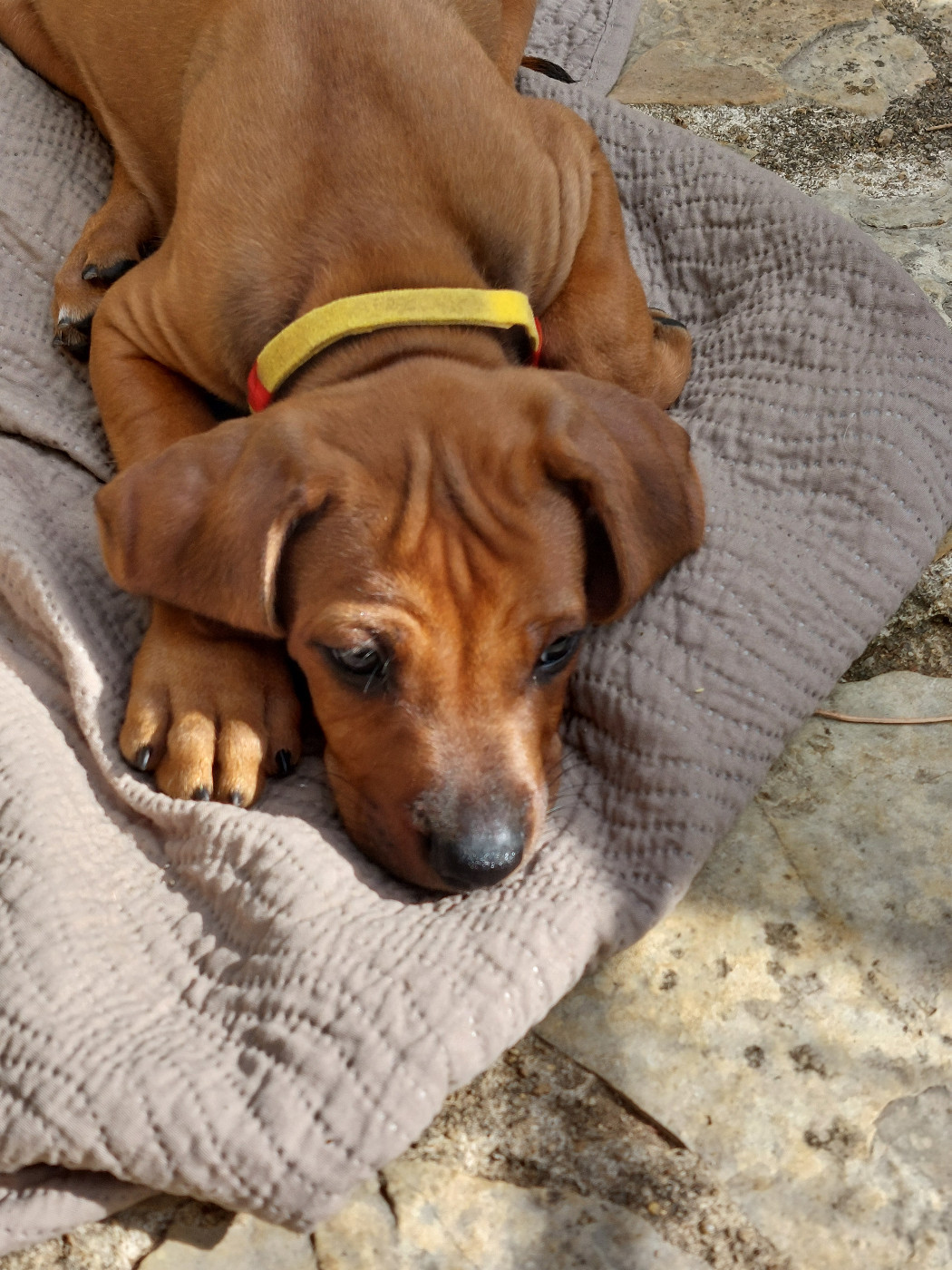 des prouillacs - Chiots disponibles - Rhodesian Ridgeback
