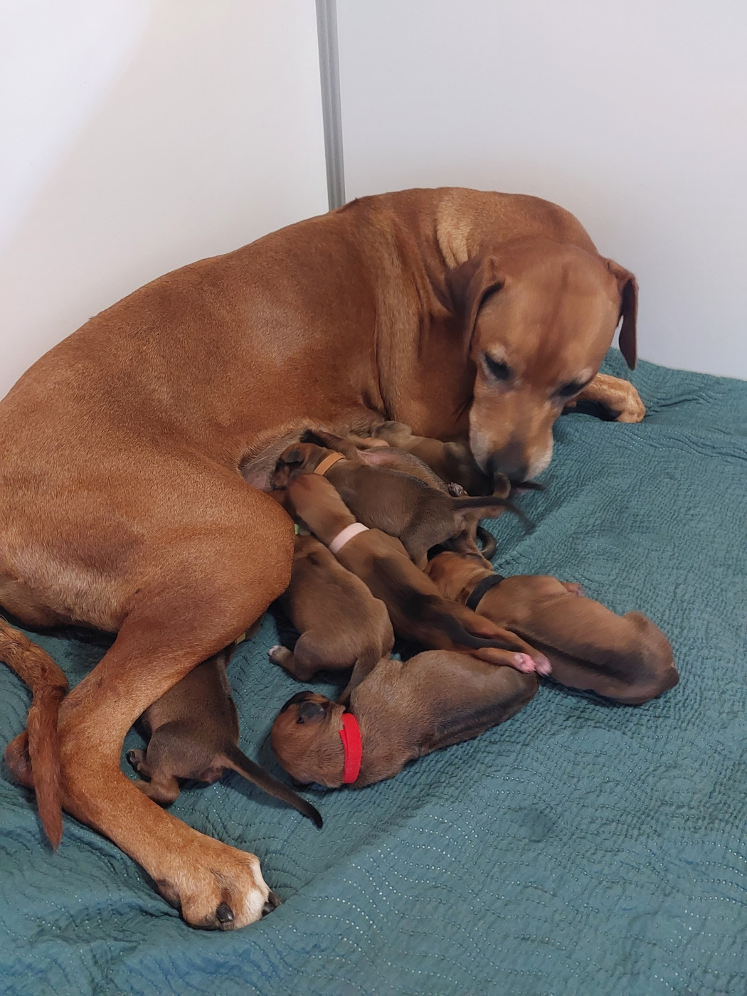 Chiot Rhodesian Ridgeback des prouillacs