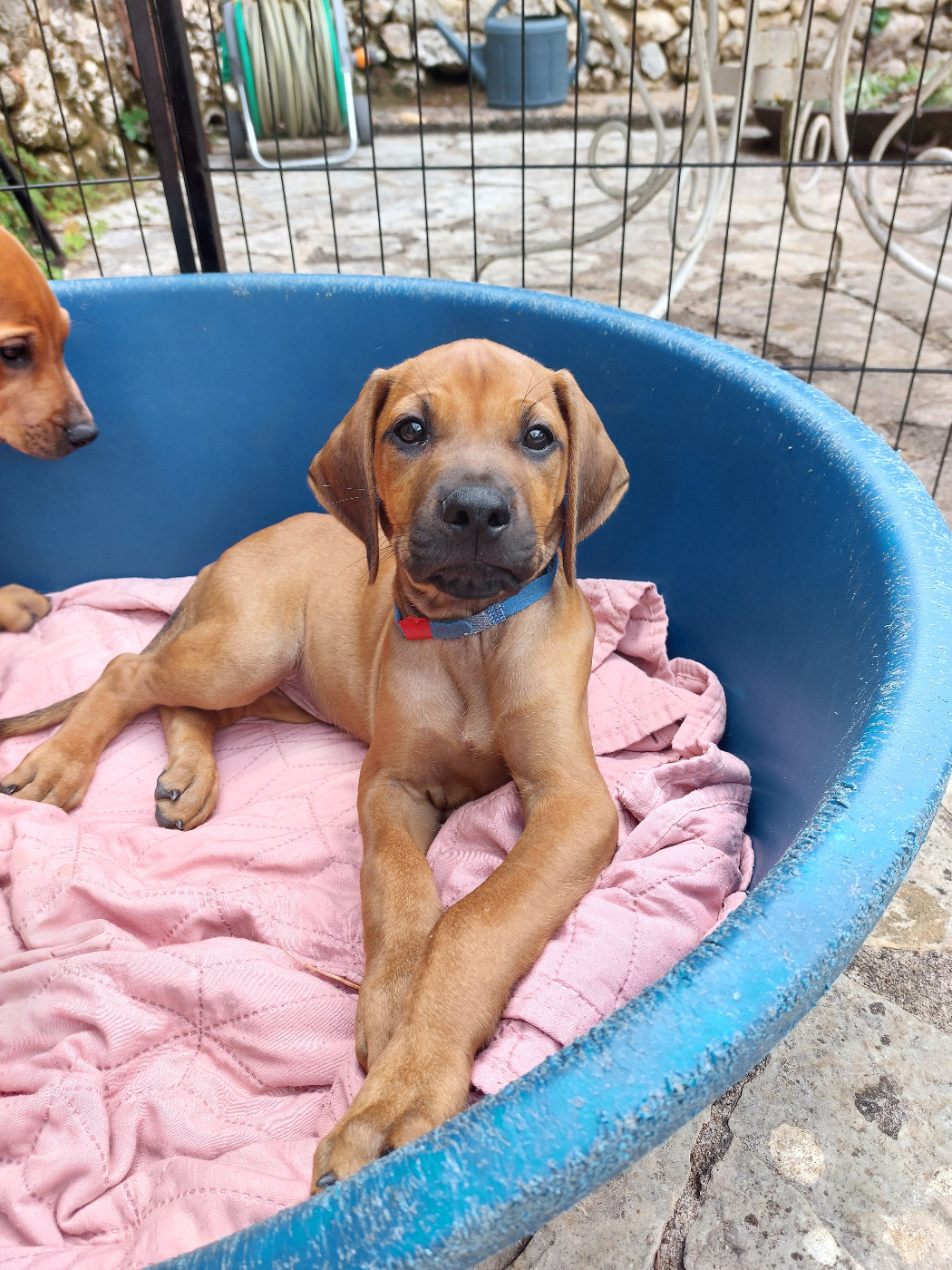 des prouillacs - Chiots disponibles - Rhodesian Ridgeback