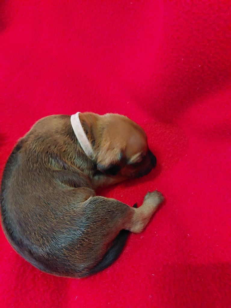 des prouillacs - Chiots disponibles - Rhodesian Ridgeback
