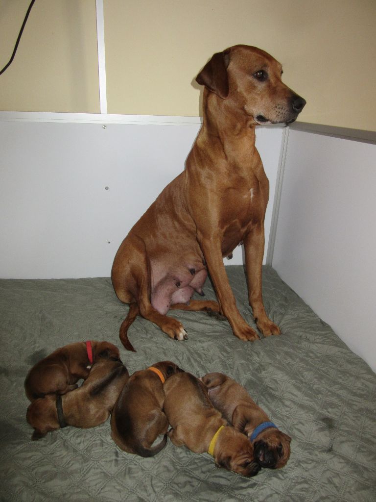 Chiot Rhodesian Ridgeback des prouillacs