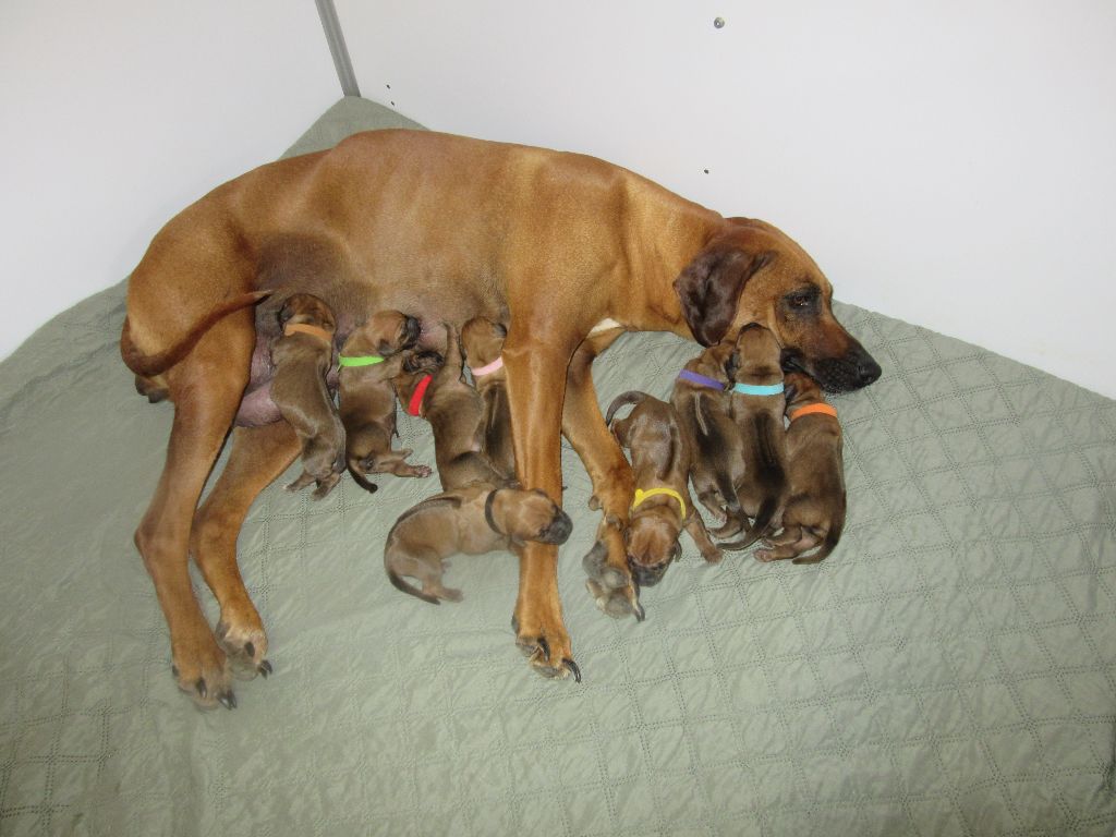 des prouillacs - Chiots disponibles - Rhodesian Ridgeback