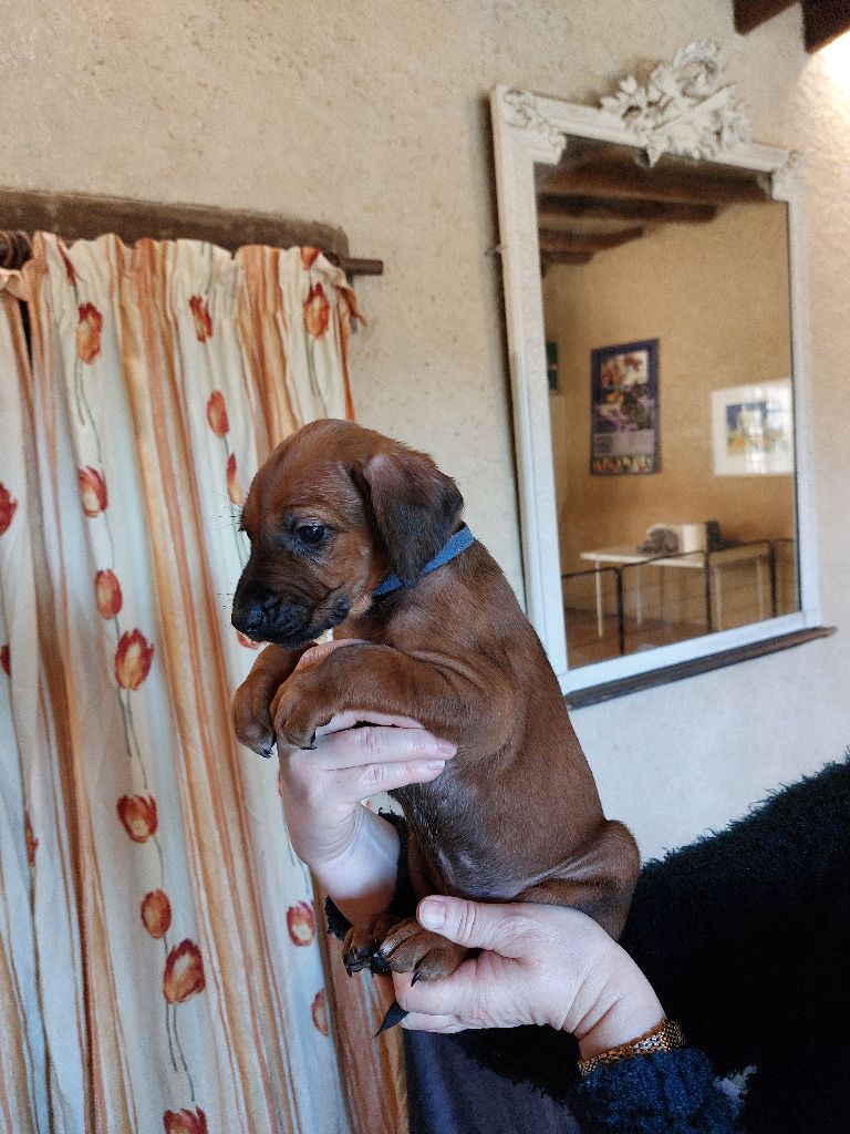 des prouillacs - Chiots disponibles - Rhodesian Ridgeback