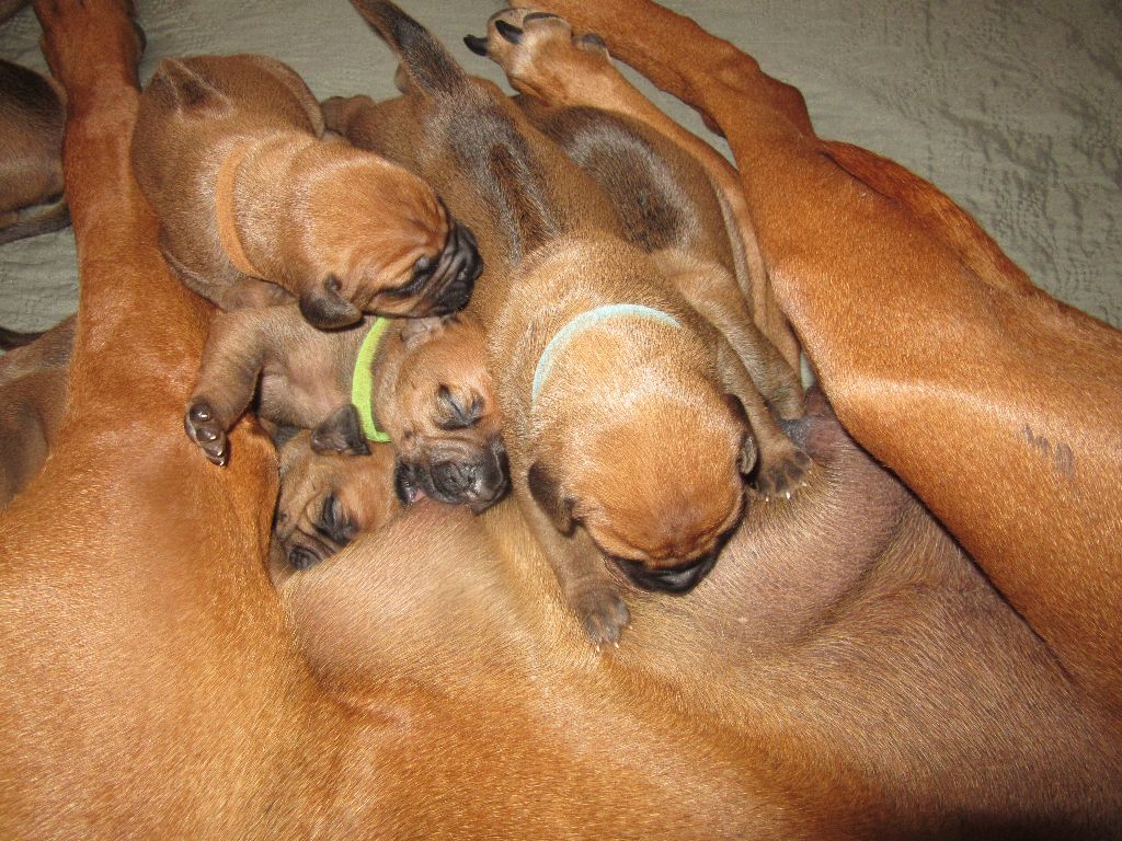 des prouillacs - Chiots disponibles - Rhodesian Ridgeback