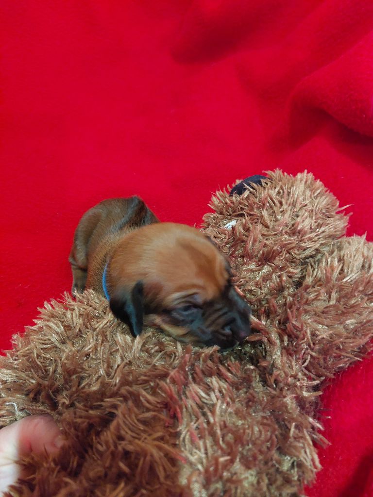 des prouillacs - Chiots disponibles - Rhodesian Ridgeback