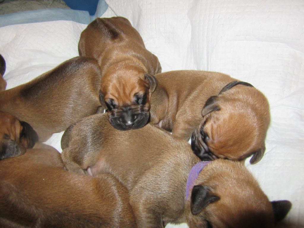 des prouillacs - Chiots disponibles - Rhodesian Ridgeback