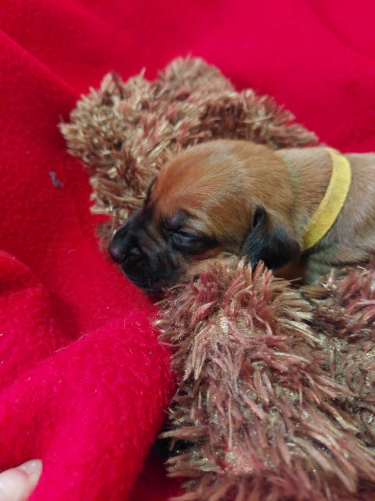 des prouillacs - Chiots disponibles - Rhodesian Ridgeback