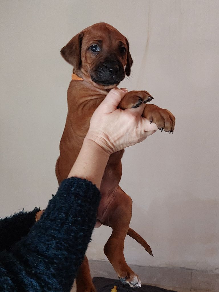 des prouillacs - Chiots disponibles - Rhodesian Ridgeback