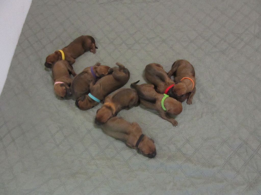 des prouillacs - Chiots disponibles - Rhodesian Ridgeback