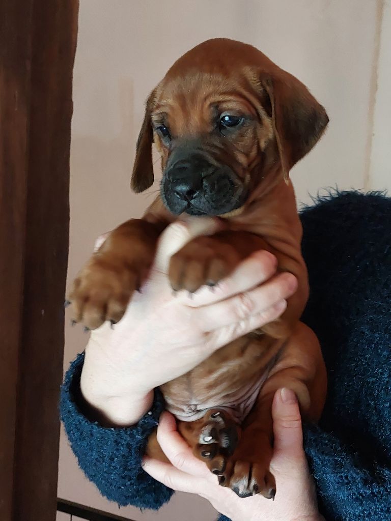 des prouillacs - Chiots disponibles - Rhodesian Ridgeback