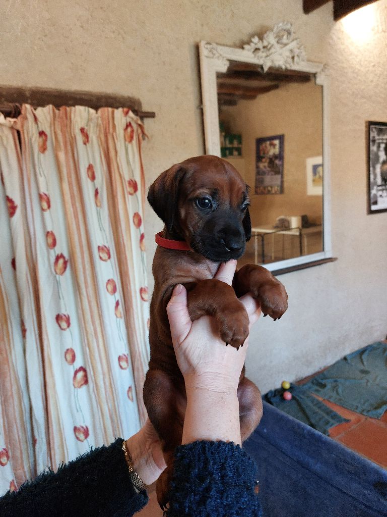 des prouillacs - Chiots disponibles - Rhodesian Ridgeback