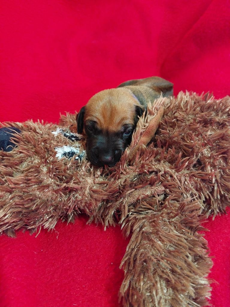 des prouillacs - Chiots disponibles - Rhodesian Ridgeback