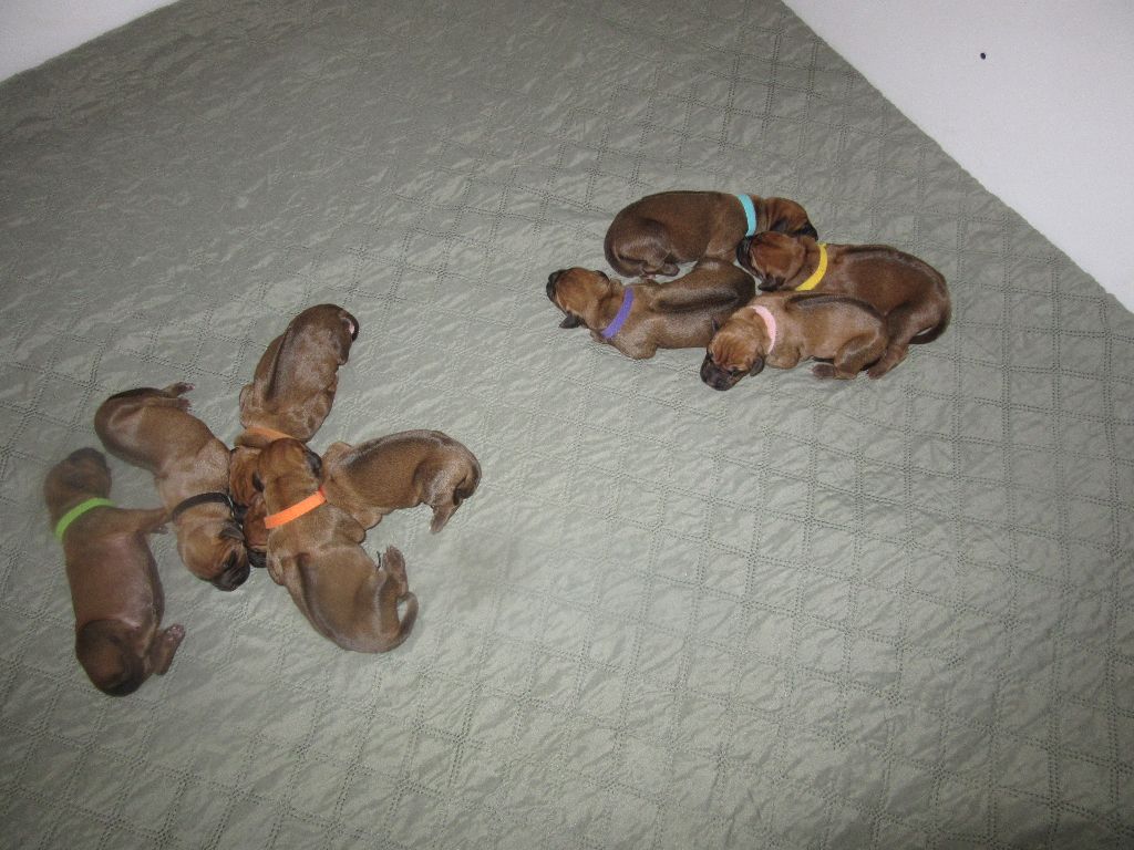 Chiot Rhodesian Ridgeback des prouillacs