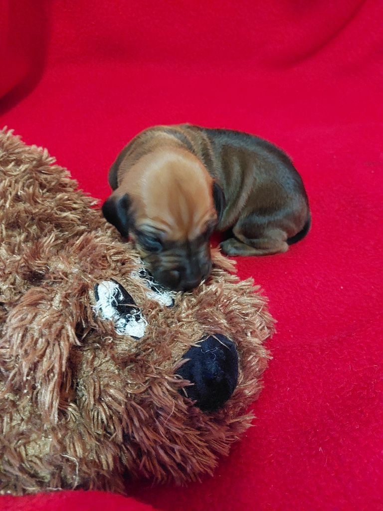 des prouillacs - Chiots disponibles - Rhodesian Ridgeback