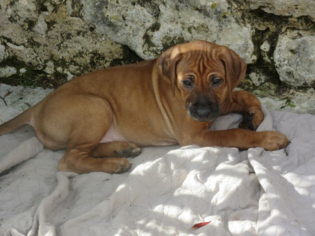 des prouillacs - Chiots disponibles - Rhodesian Ridgeback